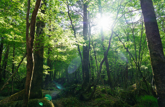 木材の中間処理・産廃業者をお探しの方へ。(株)環境リサイクルセンター